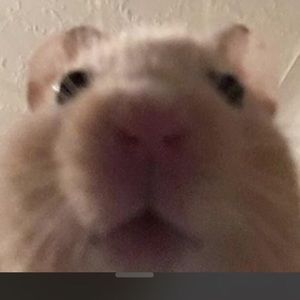 Meet your Posher, Mothmans